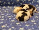 coton de tulear puppies for sale