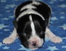 sally1 cotondetulearpuppyforsalew1
