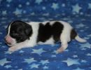 sally3 cotondetulearpuppyforsalew1