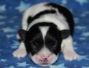 santino1 cotondetulearpuppyforsalew1