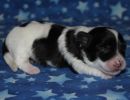 santino2 cotondetulearpuppyforsalew1