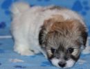 shiloh1 cotondetulearpuppyforsalew6