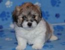 shiloh1 cotondetulearpuppyforsalew7