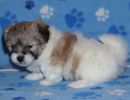shiloh3 cotondetulearpuppyforsalew6
