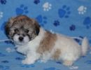 shiloh3 cotondetulearpuppyforsalew7