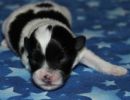 slade1 cotondetulearpuppyforsalew1