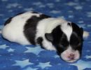 slade2 cotondetulearpuppyforsalew1