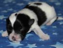 slade3 cotondetulearpuppyforsalew1