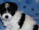 solomon1 cotondetulearpuppyforsalew6